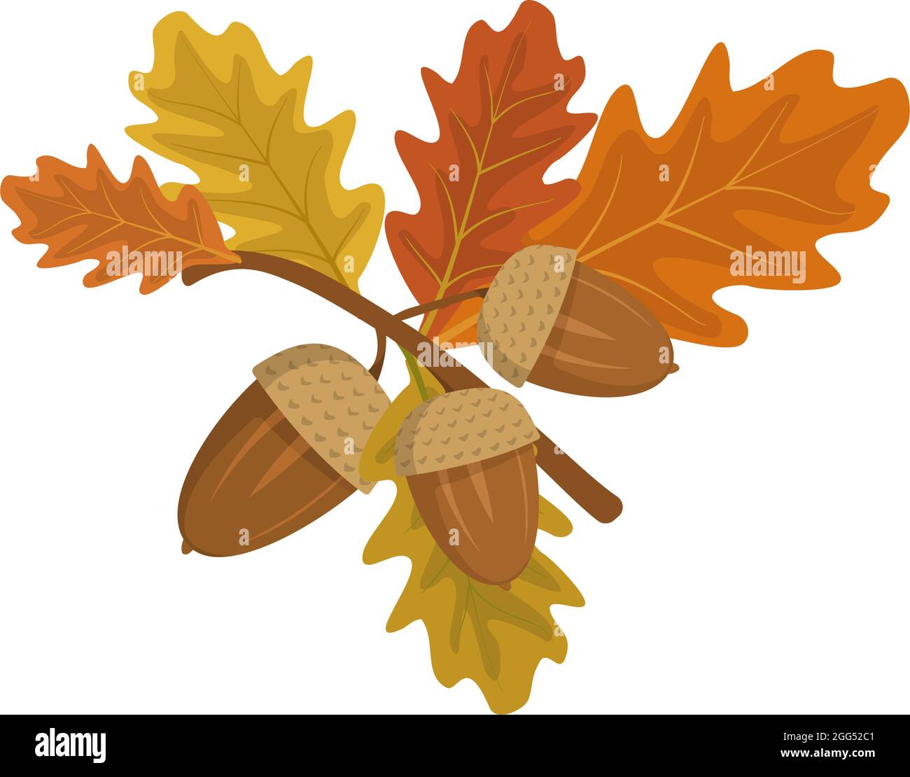 Eicheln und Eichenblätter auf dem Ast. Herbstfrüchte aus dem Wald Stock Vektor Eicheln und Eichenblätter auf dem Ast. Herbstfrüchte aus dem Wald Stock Vektor