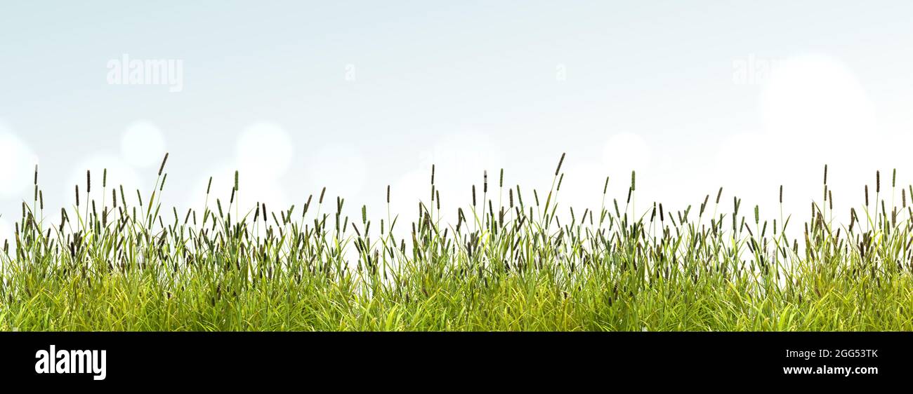 Panorama einer Wiese mit hohem Gras, 3d-Rendering Stockfoto
