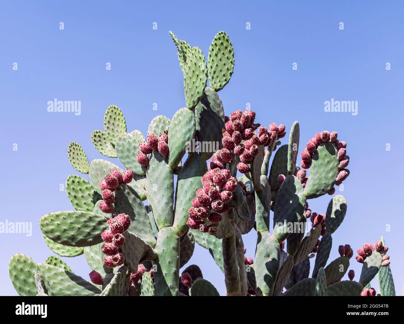 Riesiger, samtiger Kaktus aus Kaktus mit stacheligen Birnen, Opuntia tomentosa, mit vielen leuchtend roten Früchten, eingerahmt von einem klaren blauen Himmel Stockfoto