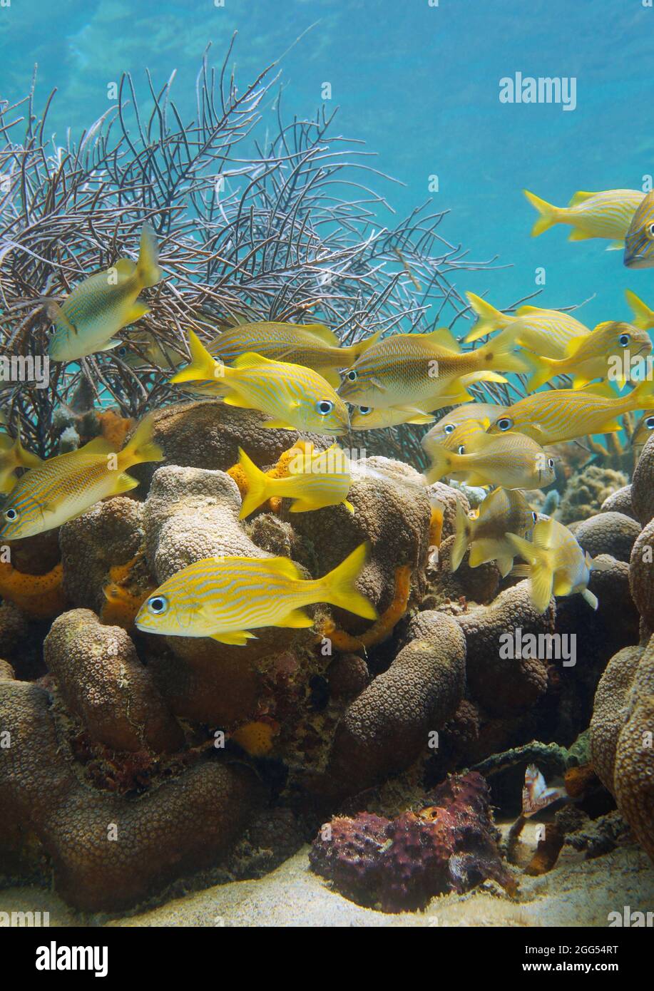 Unterwasserkorallenriff mit tropischen Fischen (Grunt), Karibisches Meer, Costa Rica, Mittelamerika Stockfoto