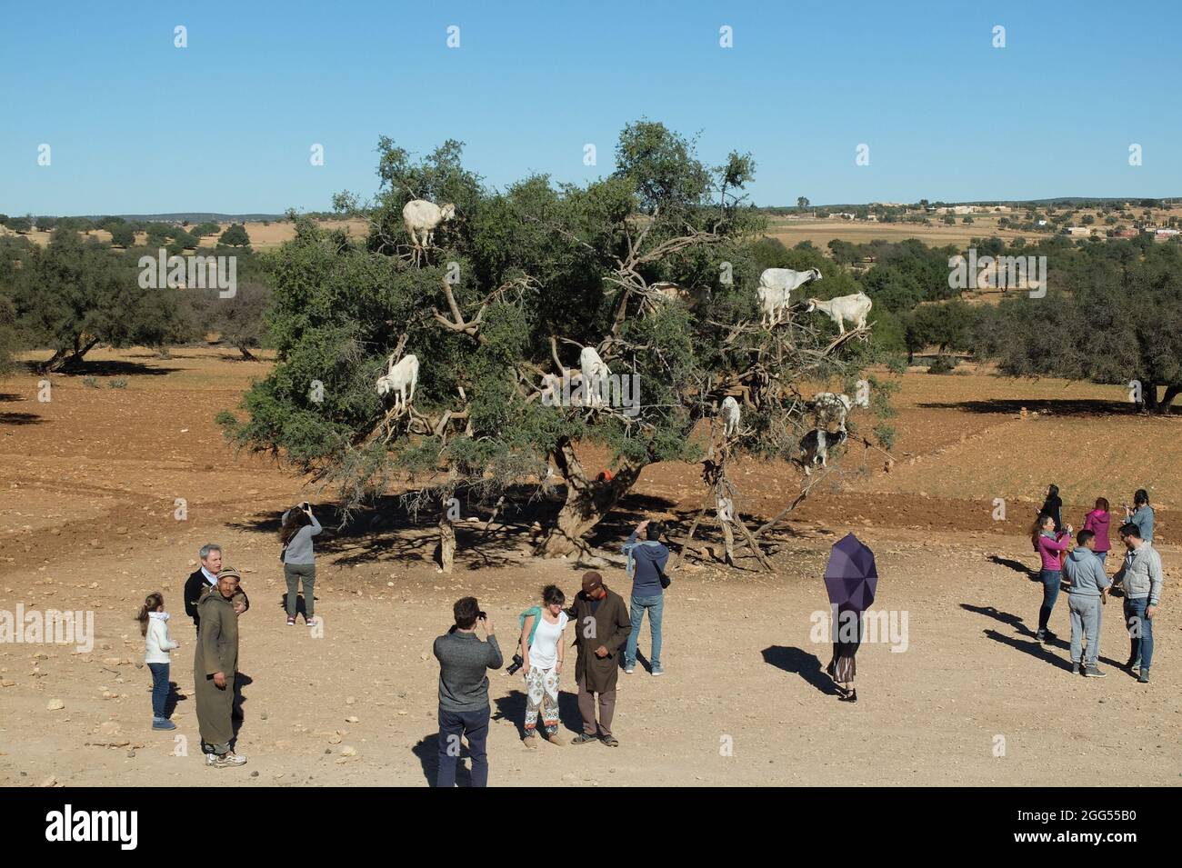 Arganbäume und die Ziegen auf dem Weg zwischen Marrakesch und Essaouira in Morocco.Argan Öl wird durch die Verwendung der Samen davon produziert. Stockfoto