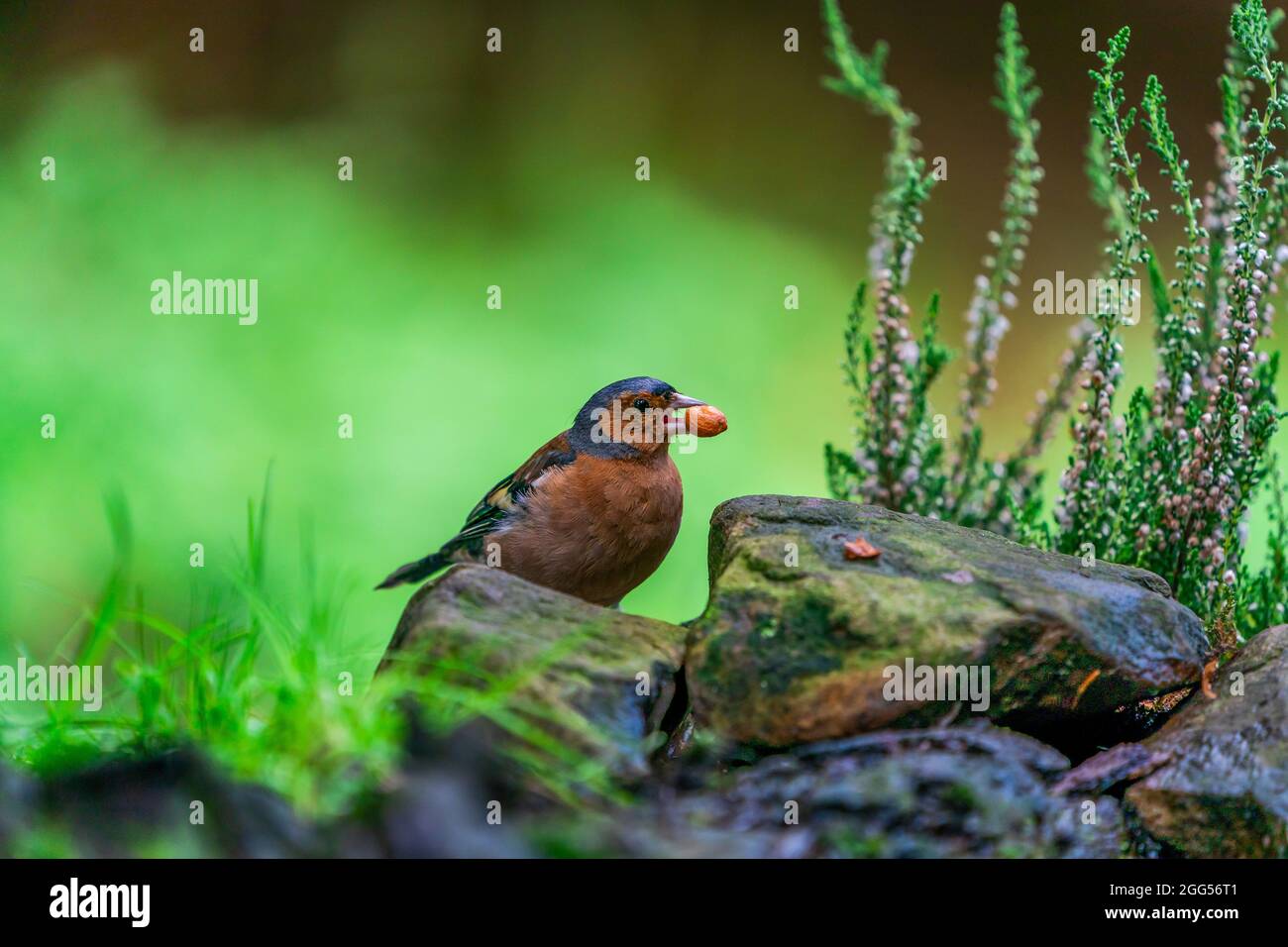 Gewöhnlicher Buchfink (Fringilla coelebs) im Wald - selektiver Fokus Stockfoto