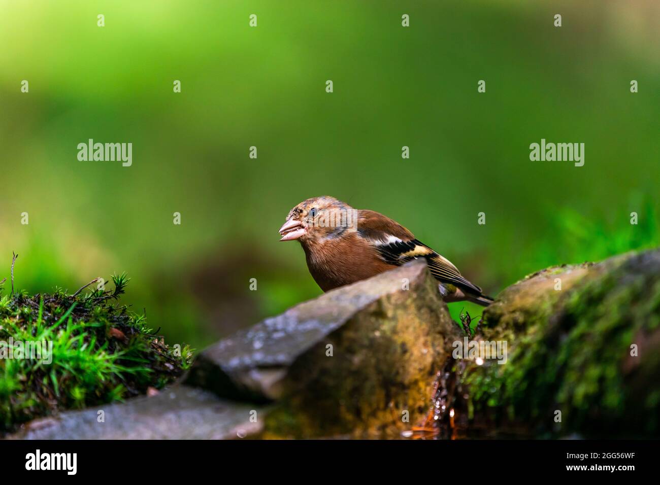 Gewöhnlicher Buchfink (Fringilla coelebs) im Wald - selektiver Fokus Stockfoto