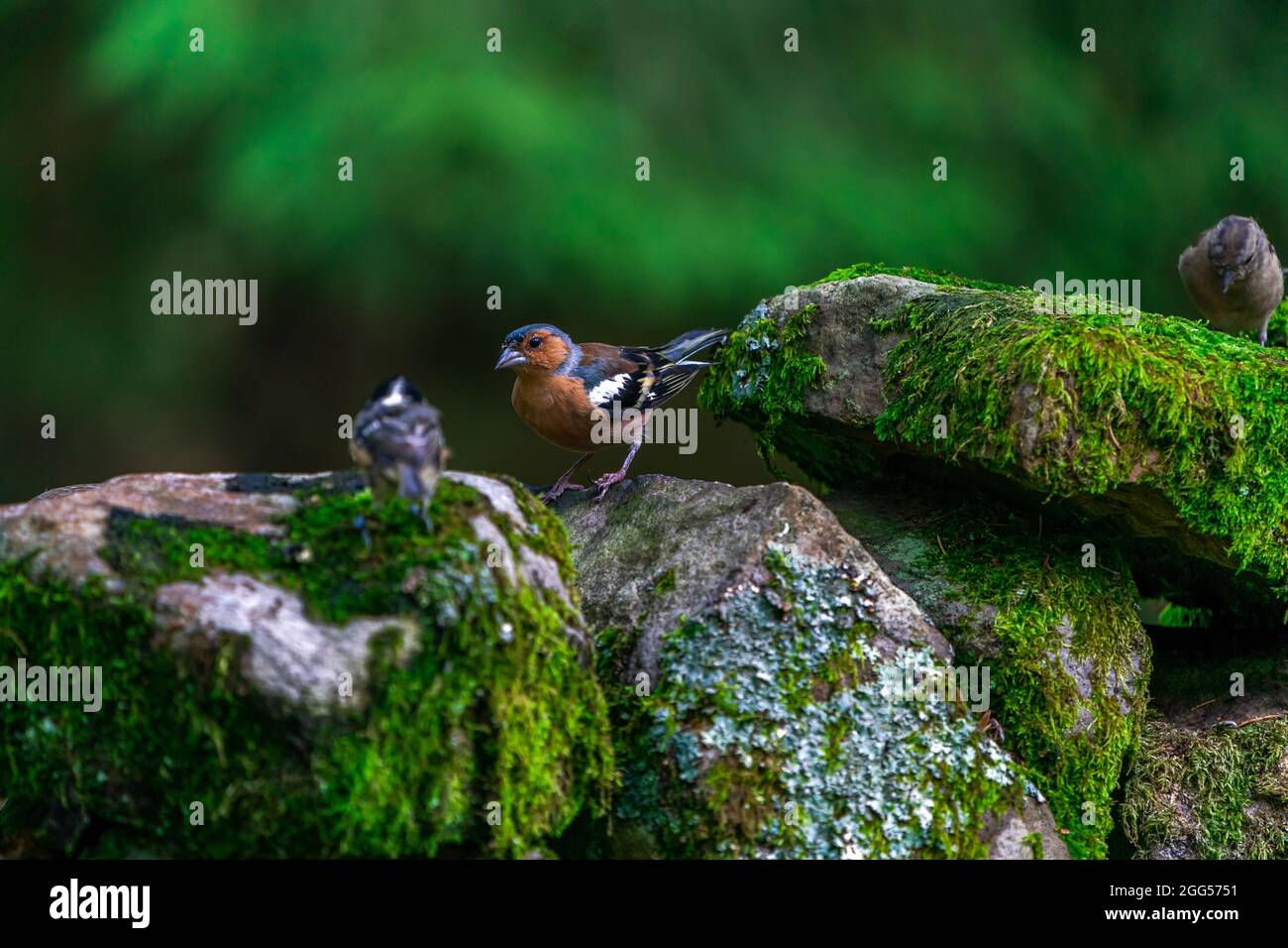 Gewöhnlicher Buchfink (Fringilla coelebs) im Wald - selektiver Fokus Stockfoto