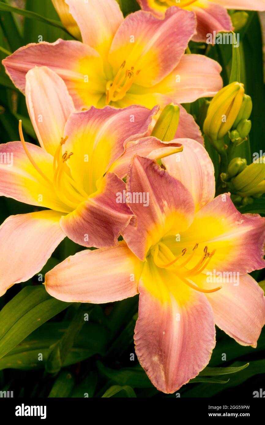 Blassviolette Taglilienblume Hemerocallis 'Egyptian Ibis' im Sommer Stockfoto