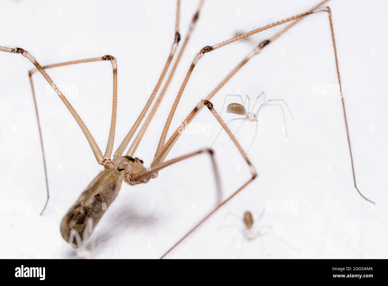 Pholcus phalangioides, Makro einer weiblichen Kellerspinne, bekannt als Daupe Longlegs oder Schädelspinne und ihre winzigen jungen Spiderlinge Stockfoto