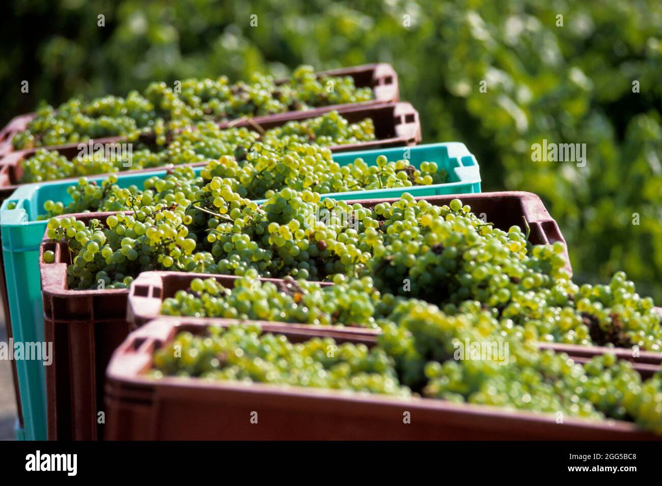 FRANKREICH. GRAND-EST. MARNE (51) DIE STRASSE DES CHAMPAGNERS. WEINLESE: DER CHARDONNAY Stockfoto