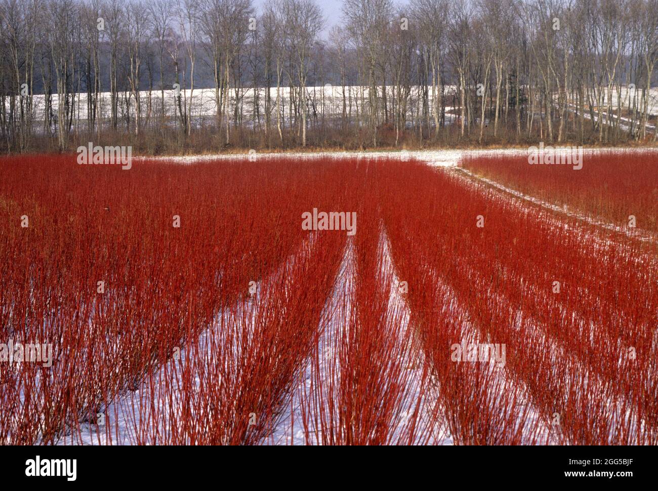 FRANKREICH. GRAND-EST. HAUTE-MARNE (52) FELD VON KORBWEIDE IM WINTER VOR DEM SCHNEIDEN Stockfoto