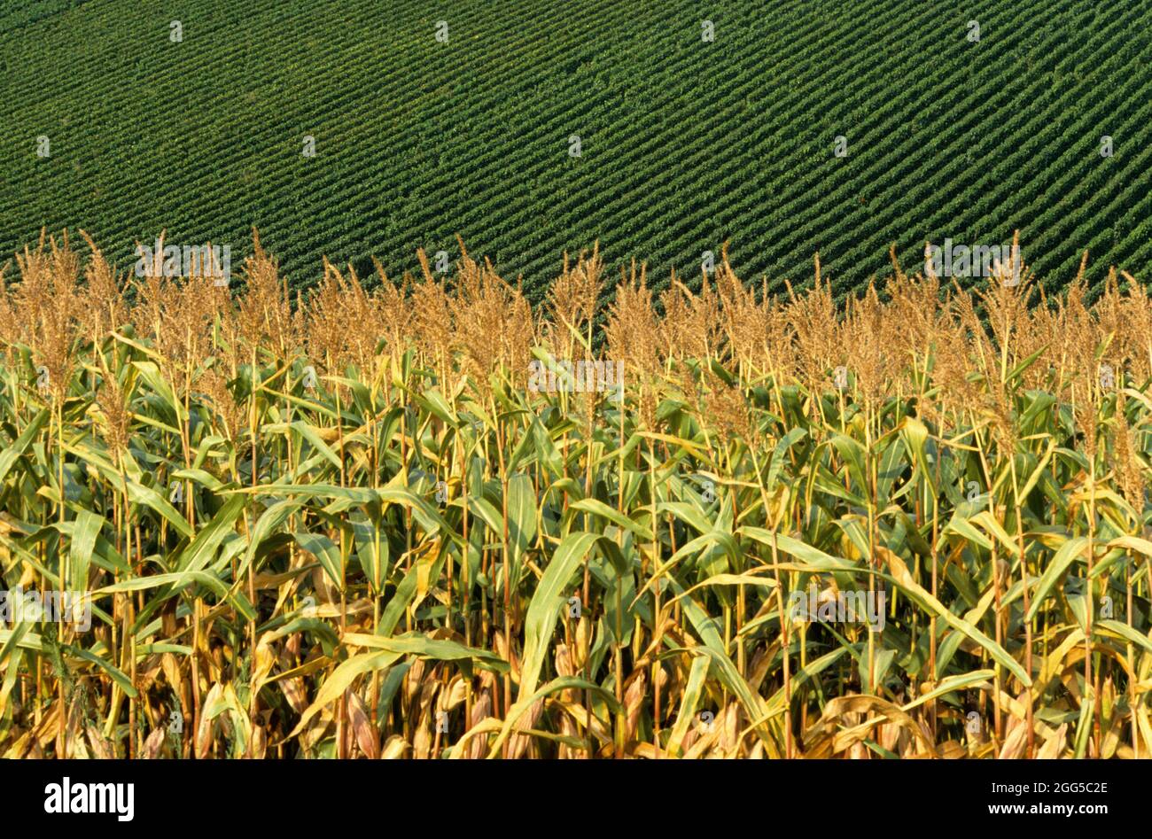 FRANKREICH. MARNE (51) MAISFELD UND REBEN IM SOMMER Stockfoto