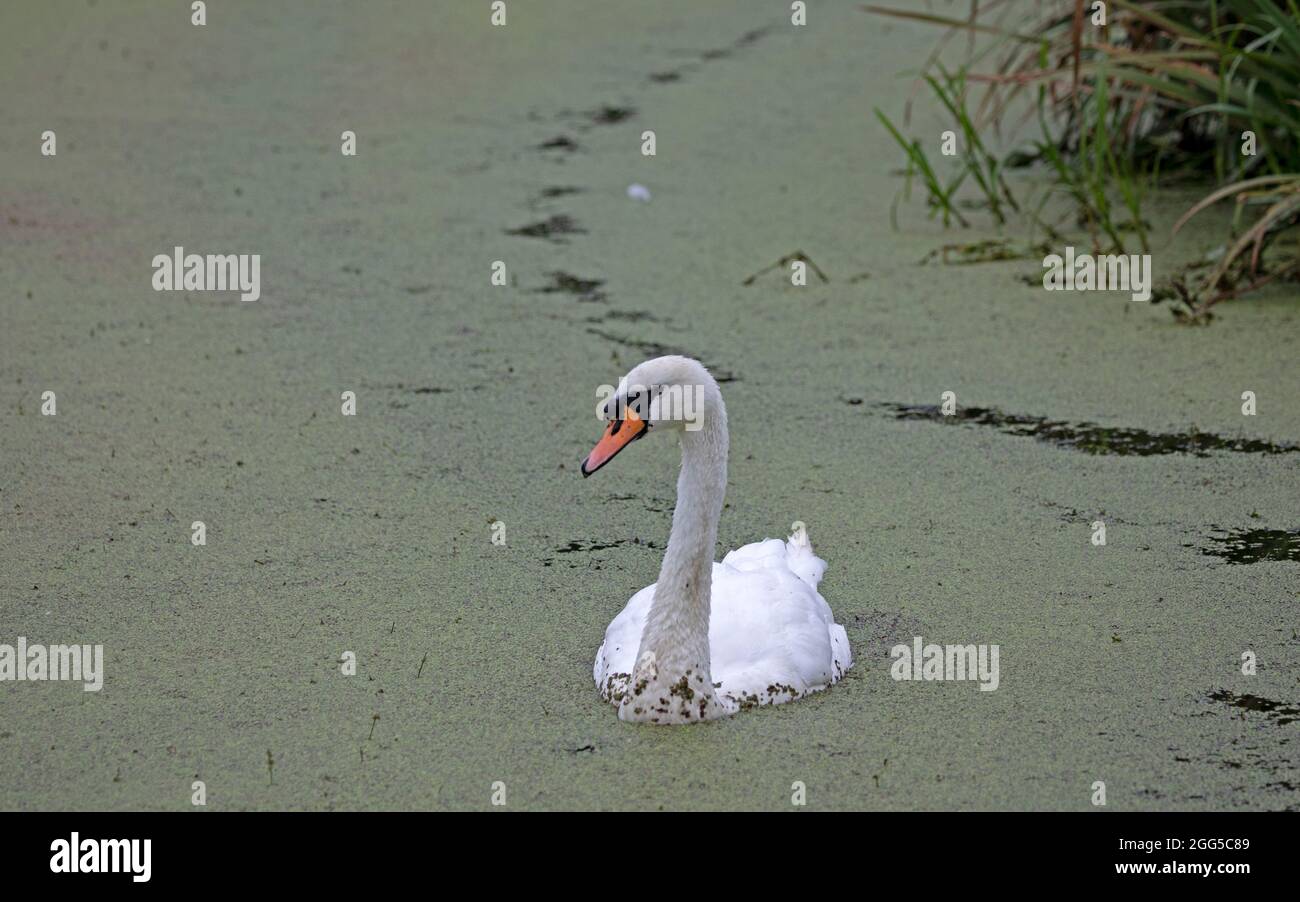 Portobello, Edinburgh, Schottland, UK Wetter. August 2021. Trüb und wolkig im Figgate Park, Temperatur 15 Grad Celsius für diesen männlichen Mute Swan, der durch das Teichkraut schwimmt, das auch als Entenkraut bekannt ist. Quelle: Arch White/Alamy Live News Stockfoto