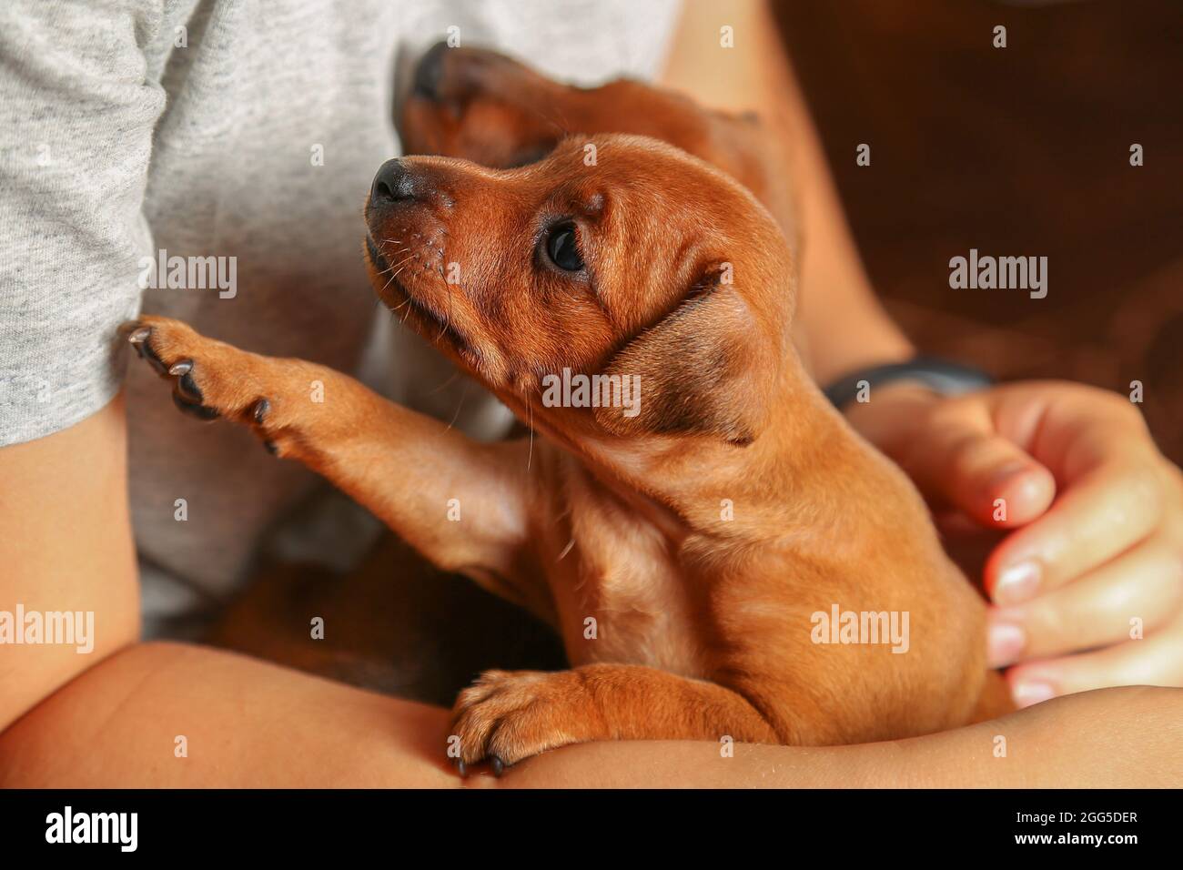 Kleine Hunde in den Händen einer Dame. Nahaufnahme. Hochformat. Vertrauen, Freundschaft zwischen einer Person und einem Tier. Charmante Haustiere. Mini-Pinscher. Stockfoto