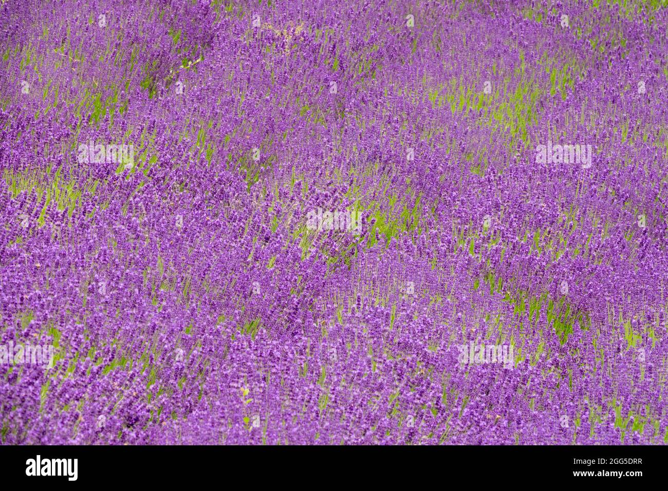 Lila Hintergrund rustikales Lavendelfeld Lavendelhintergrund Farbe Stockfoto