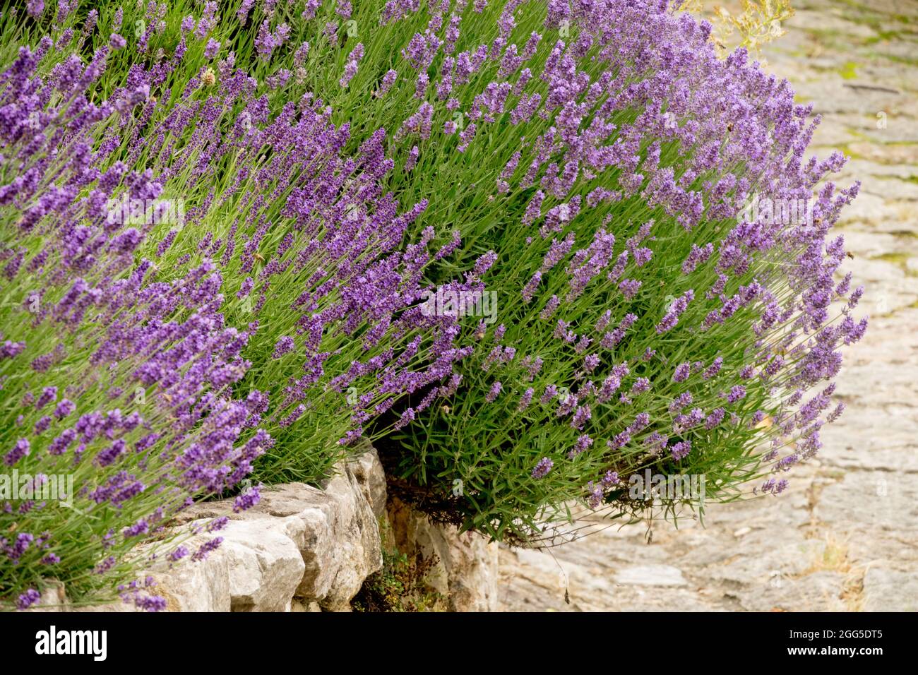 Blühender Lavendel entlang des Pfades Duft, Lavendel, Hedge Stockfoto