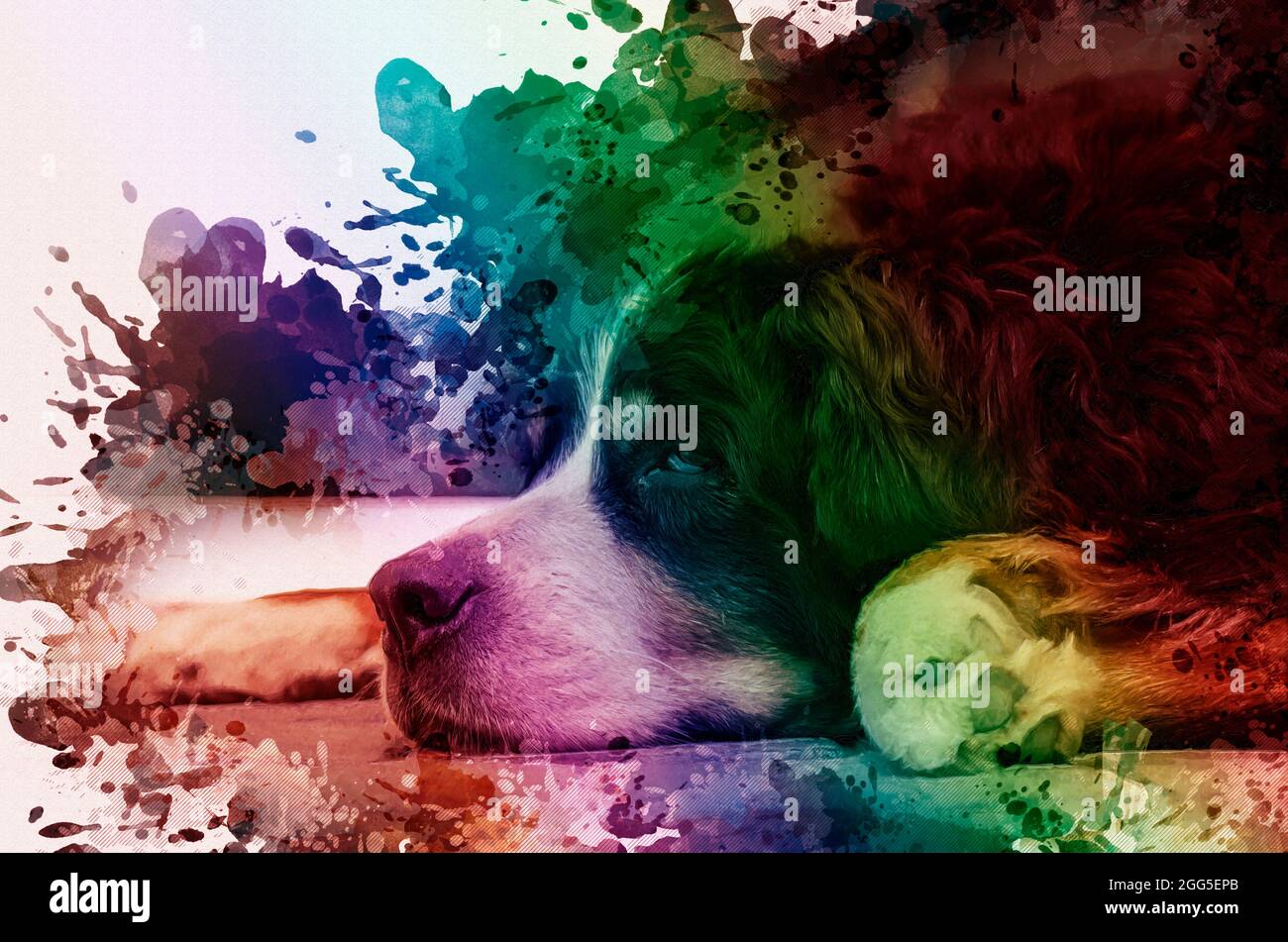 Porträt eines Liegeradenden Berner Sennenhundes. Altes Haustier mit halb geschlossenen Augen. Älteres Tier. Rainbow Bridge-Konzept. Digitale Aquarellmalerei Stockfoto