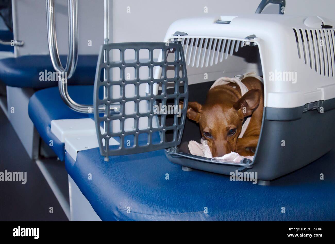 Ein trauriger Hund in einer Kiste zum Transportieren von Tieren. Ein Haustier sitzt in einem Transportwagen im Zug. Regeln für den Transport von Tieren im Transport. Stockfoto