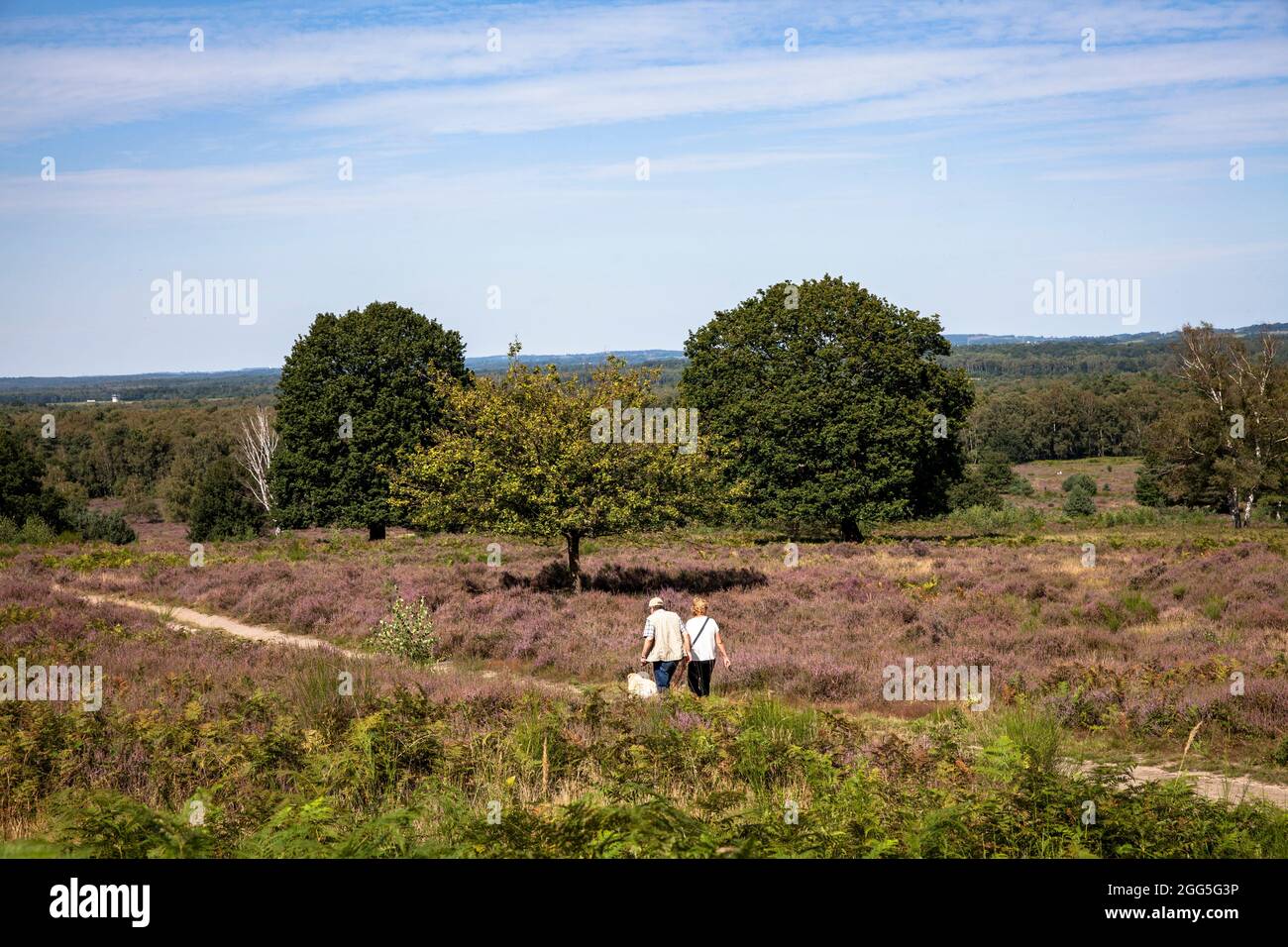 Blühende Heidekraut (Calluna vulgaris) in der Wahner Heide am Telegraphen Hügel, Walker, Troisdorf, Nordrhein-Westfalen, Deutschland. Bluehende Be Stockfoto