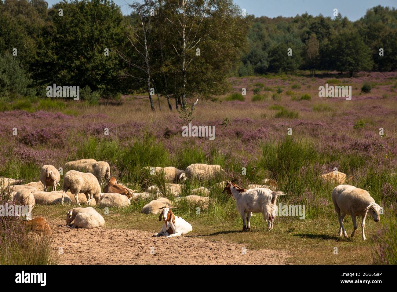 Schafe und Ziegen für die Freilandbewirtschaftung in der blühenden Wahner Heide, Troisdorf, Nordrhein-Westfalen, Deutschland. Schafe and Ziegen zur Offenlandpf Stockfoto