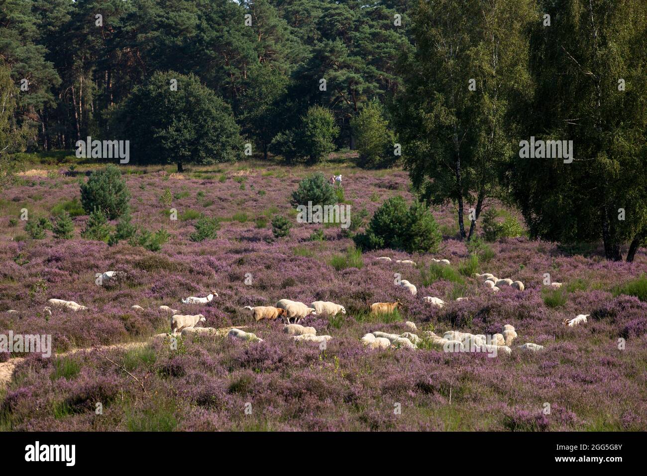 Schafe für die offene Landbewirtschaftung in der blühenden Wahner Heide, Troisdorf, Nordrhein-Westfalen, Deutschland. Safe to Offenlandpflege in der bluehende Stockfoto