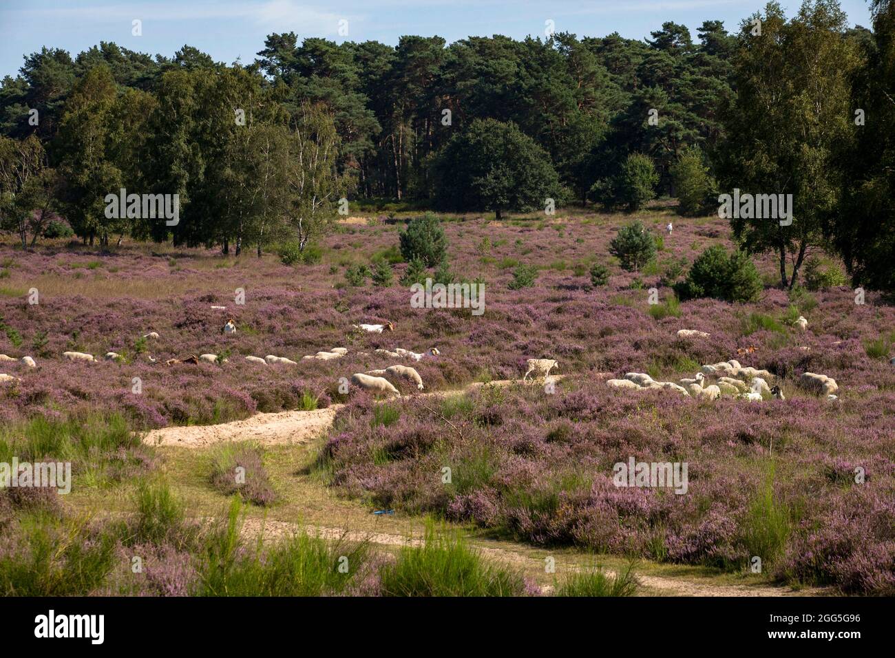 Schafe für die offene Landbewirtschaftung in der blühenden Wahner Heide, Troisdorf, Nordrhein-Westfalen, Deutschland. Safe to Offenlandpflege in der bluehende Stockfoto