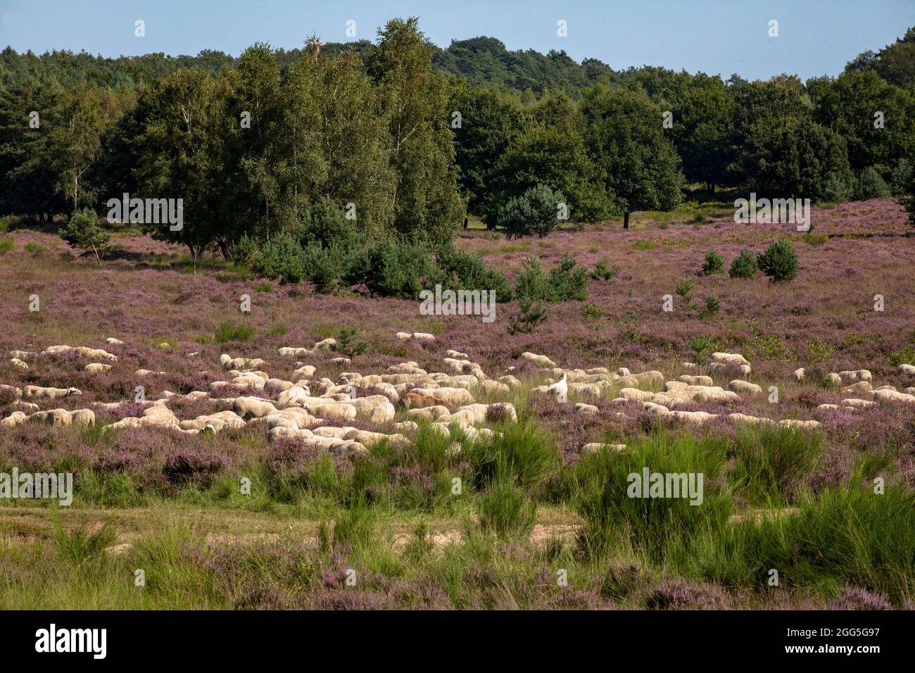 Schafe für die offene Landbewirtschaftung in der blühenden Wahner Heide, Troisdorf, Nordrhein-Westfalen, Deutschland. Safe to Offenlandpflege in der bluehende Stockfoto