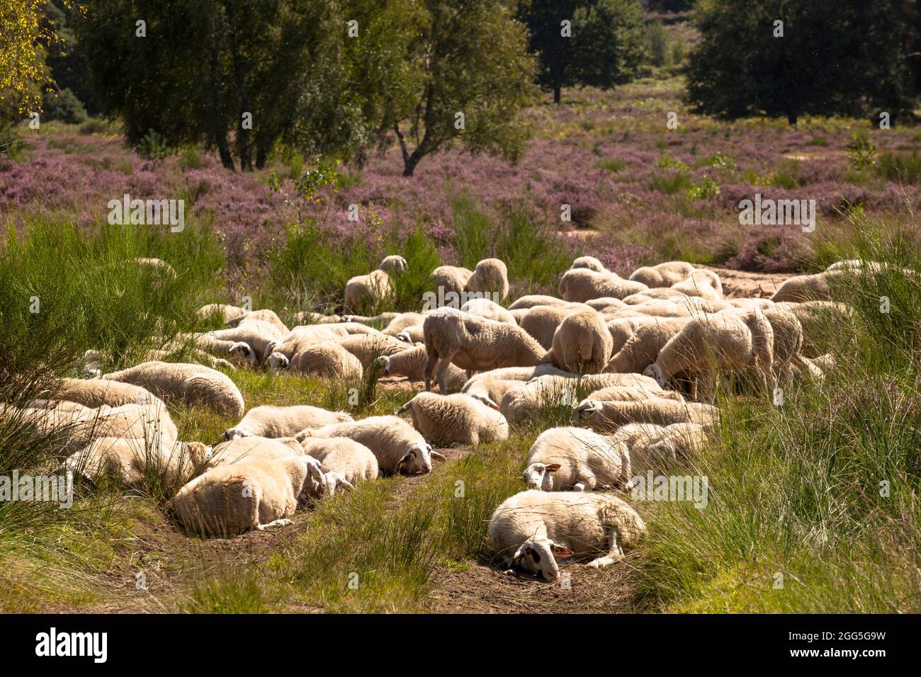 Schafe für die offene Landbewirtschaftung in der blühenden Wahner Heide, Troisdorf, Nordrhein-Westfalen, Deutschland. Safe to Offenlandpflege in der bluehende Stockfoto