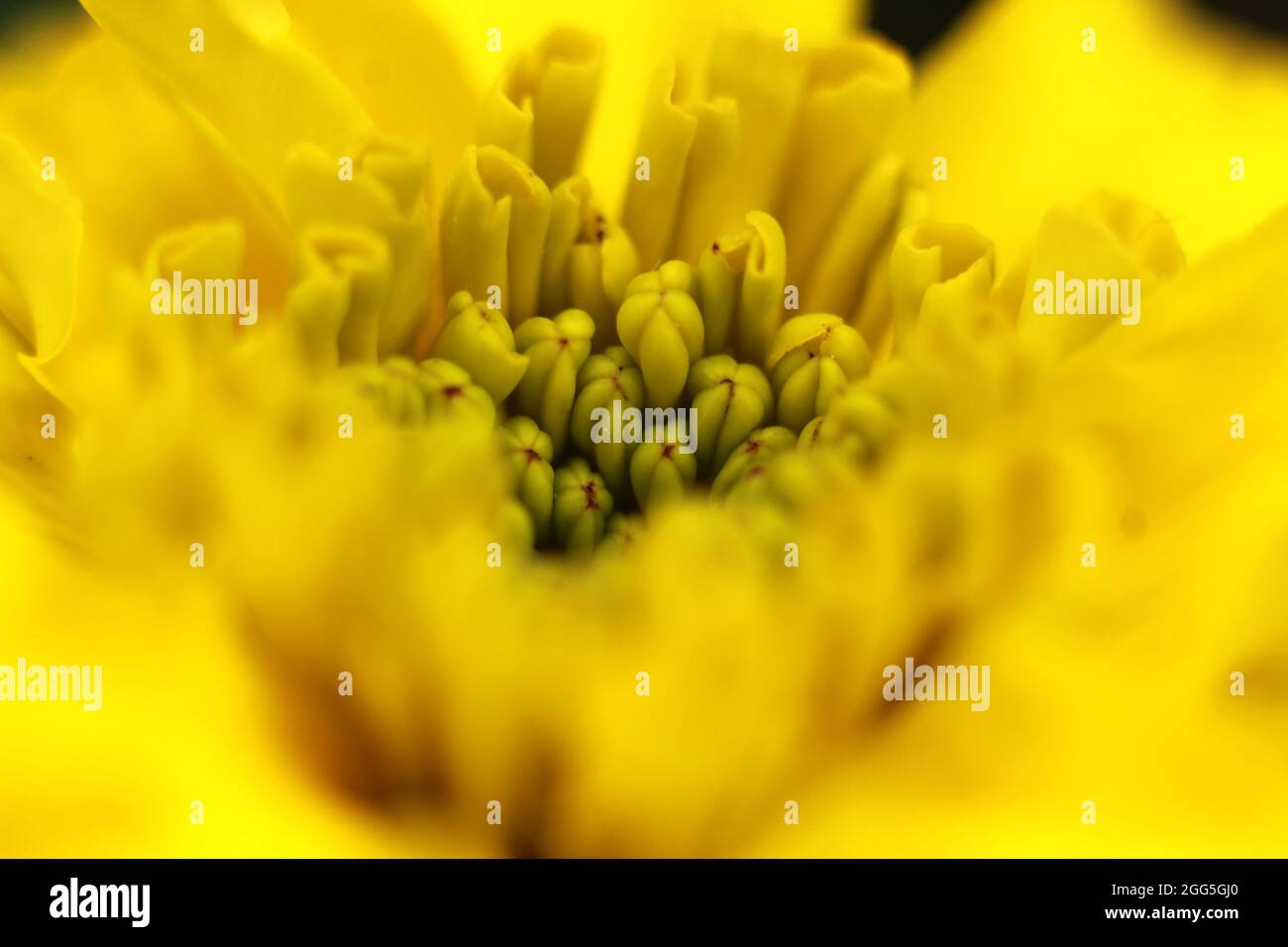 Gelbe Blume Stockfoto