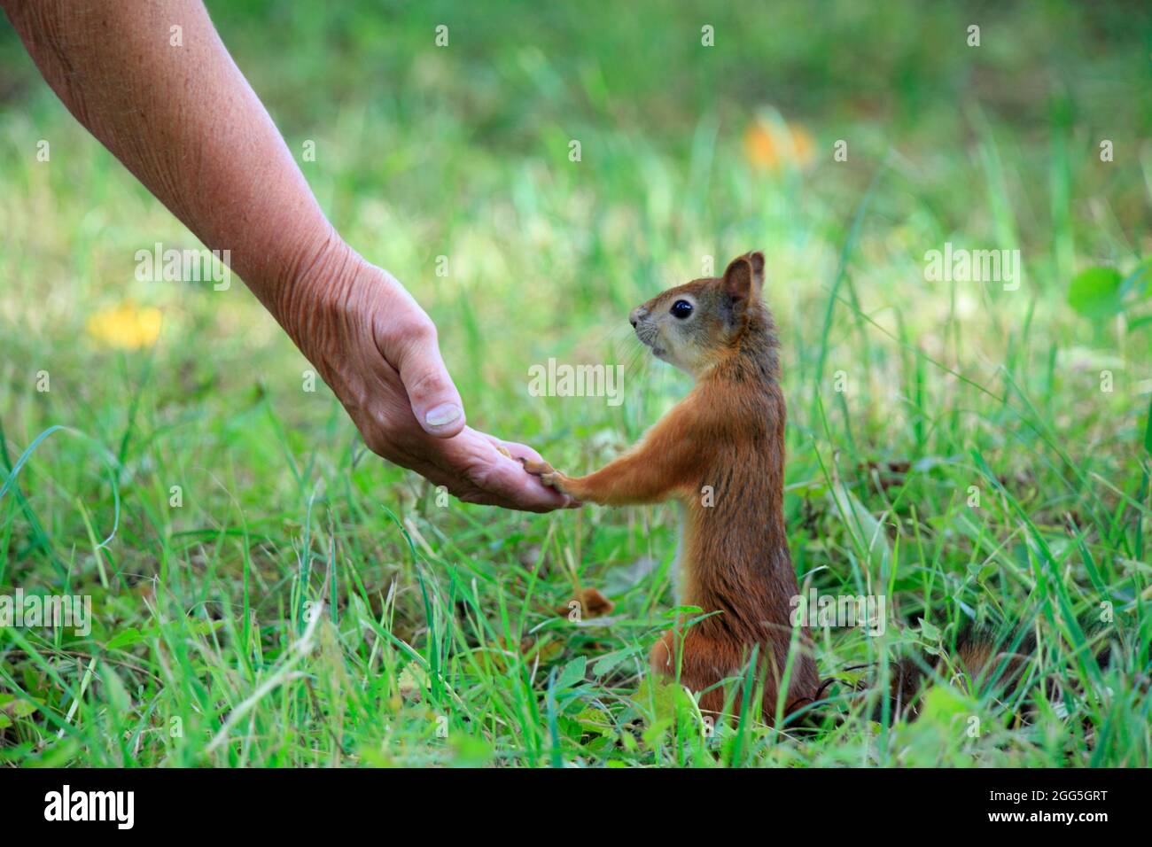 Rotes Eichhörnchen nimmt Nahrung aus menschlicher Hand Stockfoto