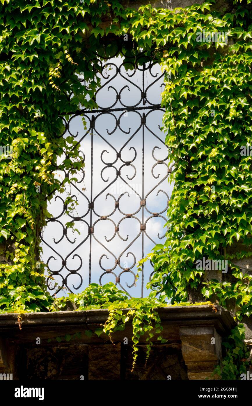 Kletterpflanze Ivy überdachtes barockes Fenster dekorativer Grill Boston Ivy Parthenocissus Trikuspidata Fenstergrill Stockfoto