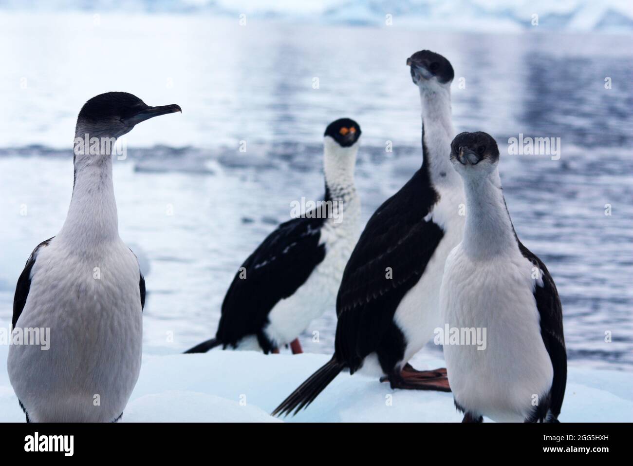 Blaue Augen shags auf der Antarktis Stockfoto