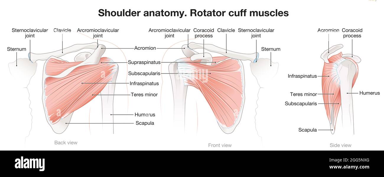 Die Muskeln der Schultergelenke der Rotatorenmanschette Stockfoto