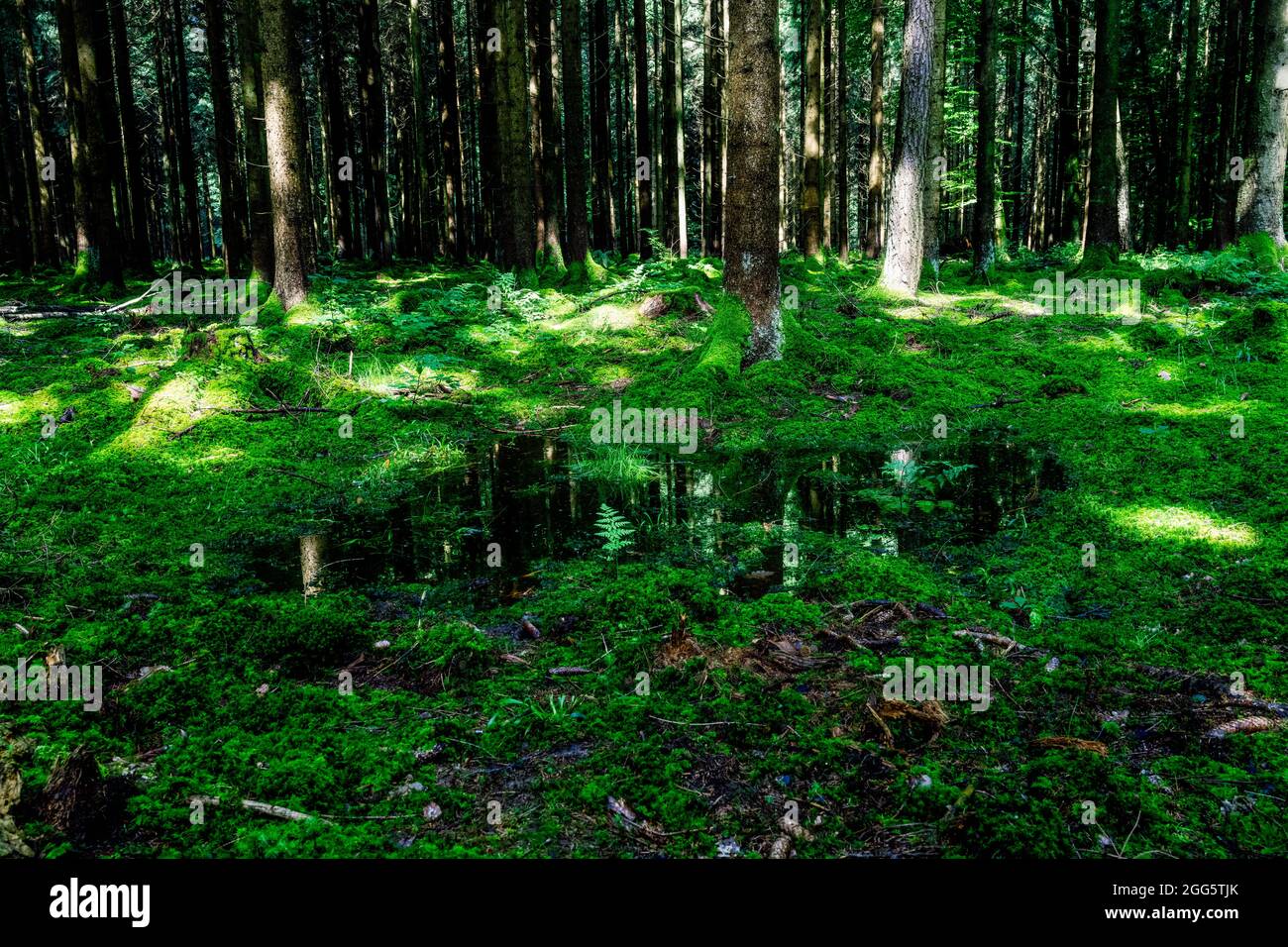 Kleiner Teich in tiefen Wäldern Stockfoto