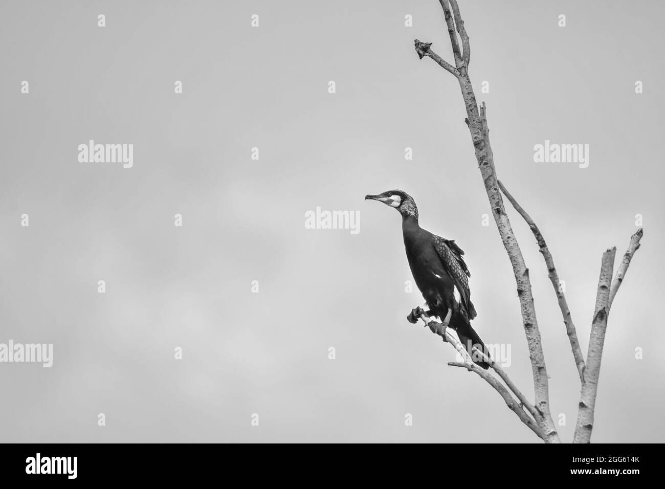 Kormorane schwarzer Wasservogel in der Natur Stockfoto