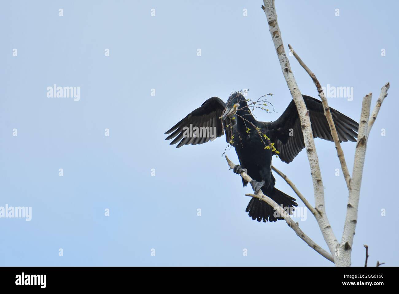 Kormorane schwarzer Wasservogel in der Natur Stockfoto