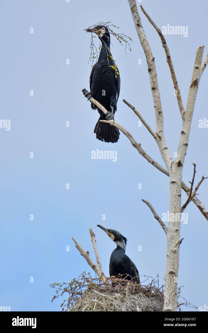 Kormorane schwarzer Wasservogel in der Natur Stockfoto