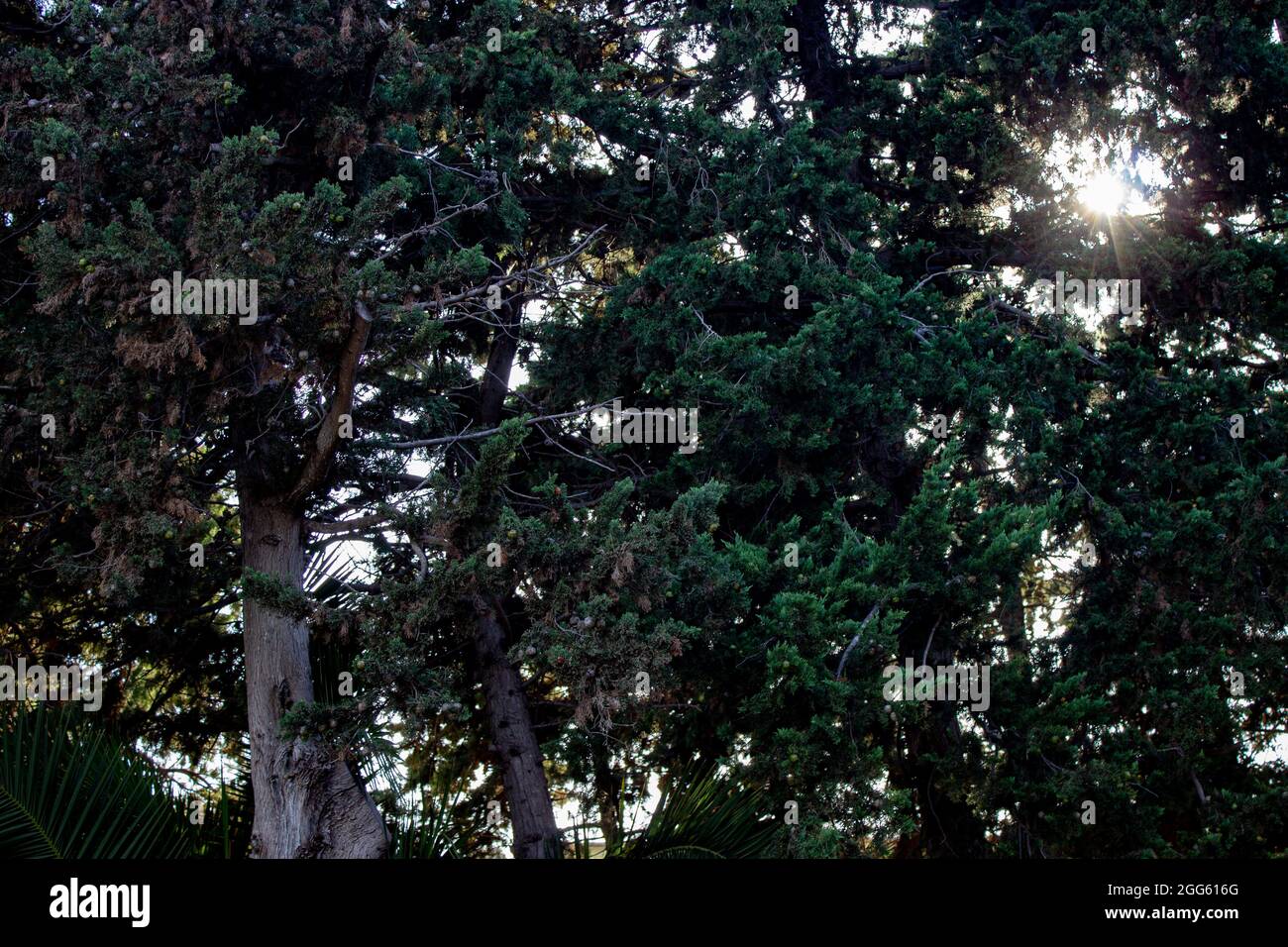Sonneneinstrahlung durch einen Kiefernwald Stockfoto