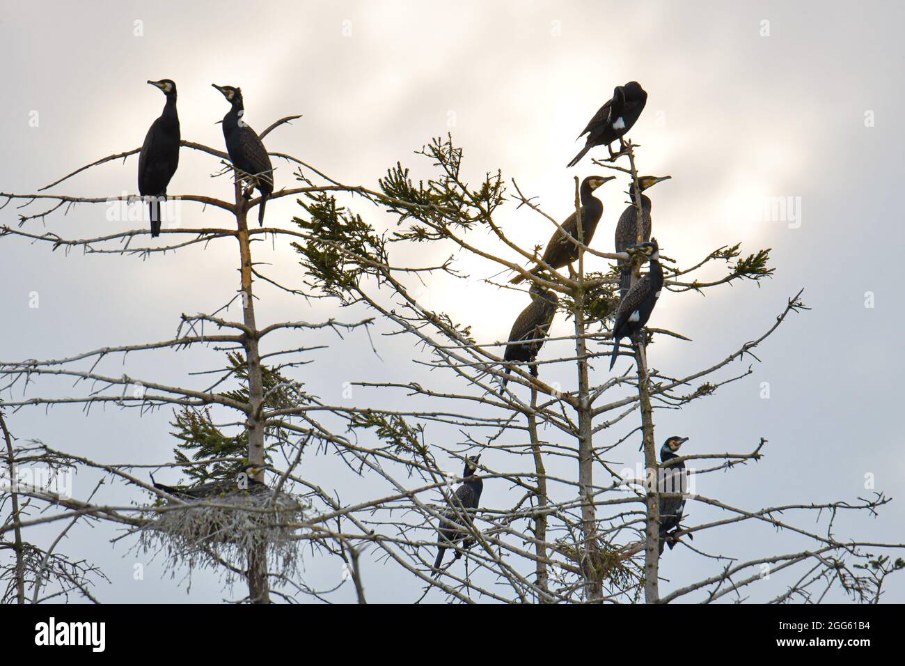 Kormorane schwarzer Wasservogel in der Natur Stockfoto