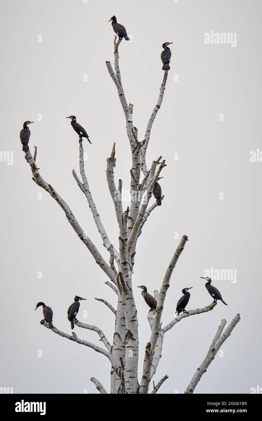Kormorane schwarzer Wasservogel in der Natur Stockfoto