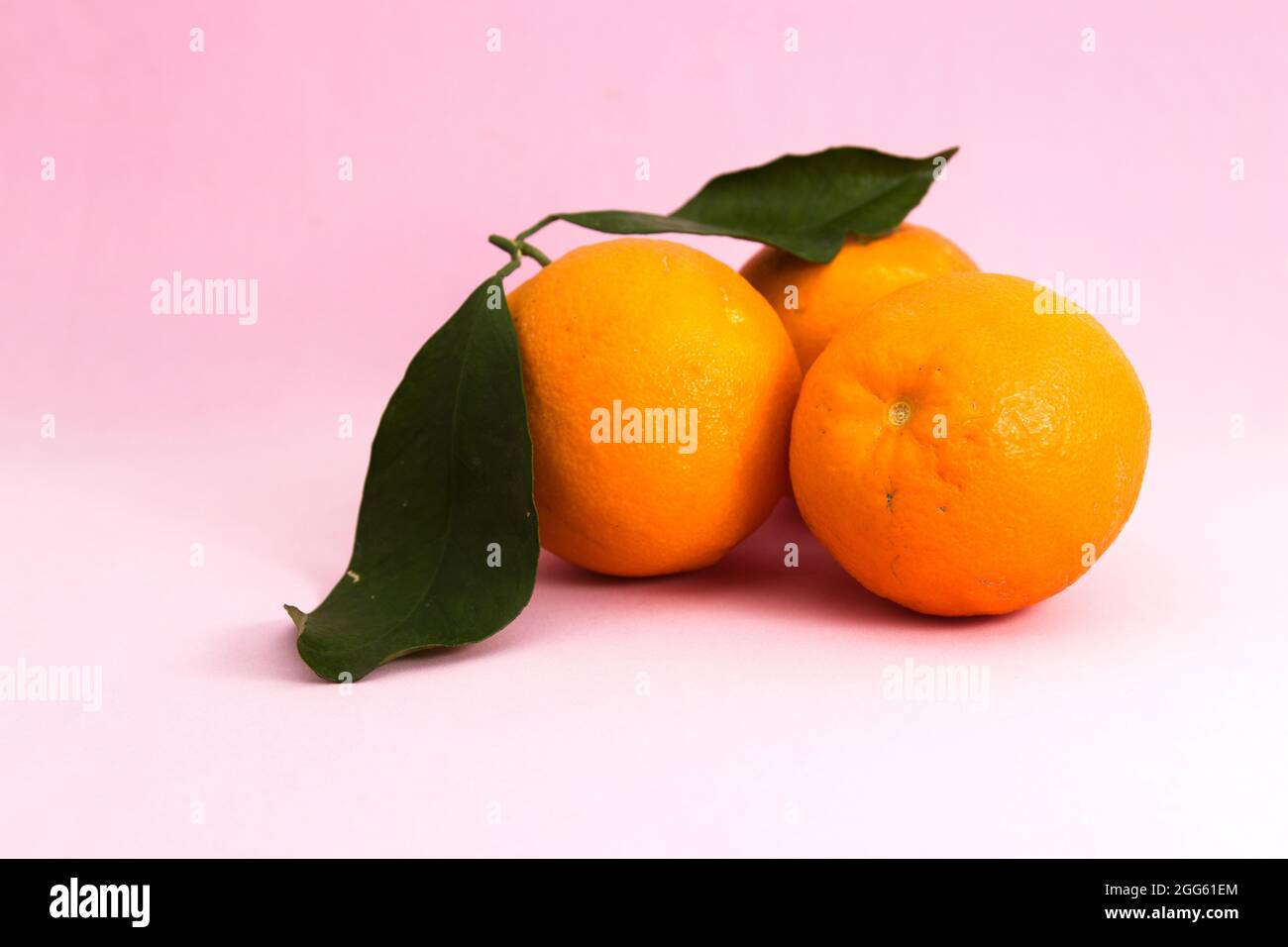 Stillleben von drei Orangen mit grünen Blättern auf rosa Hintergrund mit Kopierraum auf der linken Seite der Frucht Stockfoto