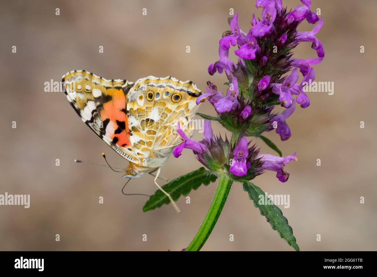 Gemalte Dame Schmetterling auf Blume Unterseite Betonica officinalis Stockfoto