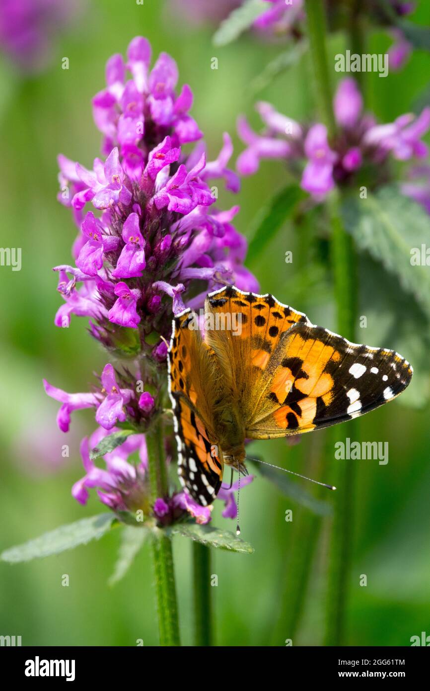 Gemalte Dame Schmetterling Vanessa cardui auf Blume Betony Stockfoto