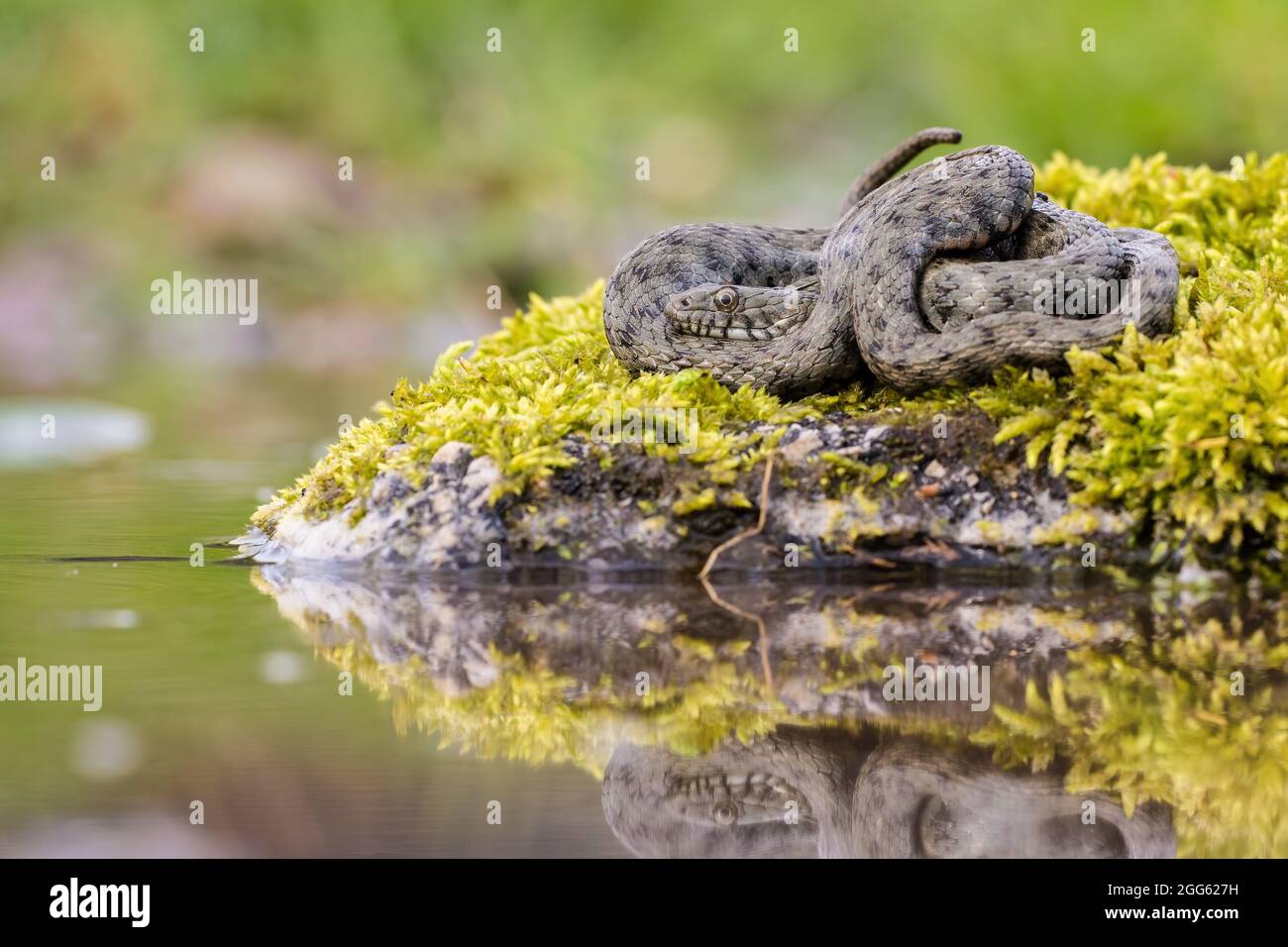 Ruhige Würfelschlange, die auf moosem Stein neben dem Wasser ruht. Stockfoto