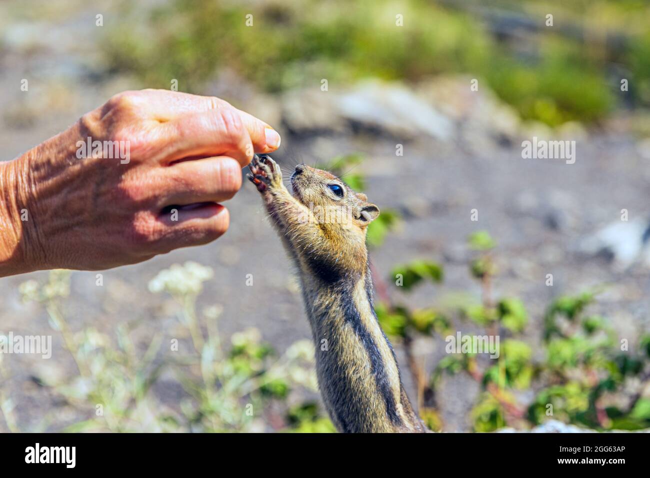 Wilder Chipmunk, der nach einer menschlichen Hand greift Stockfoto