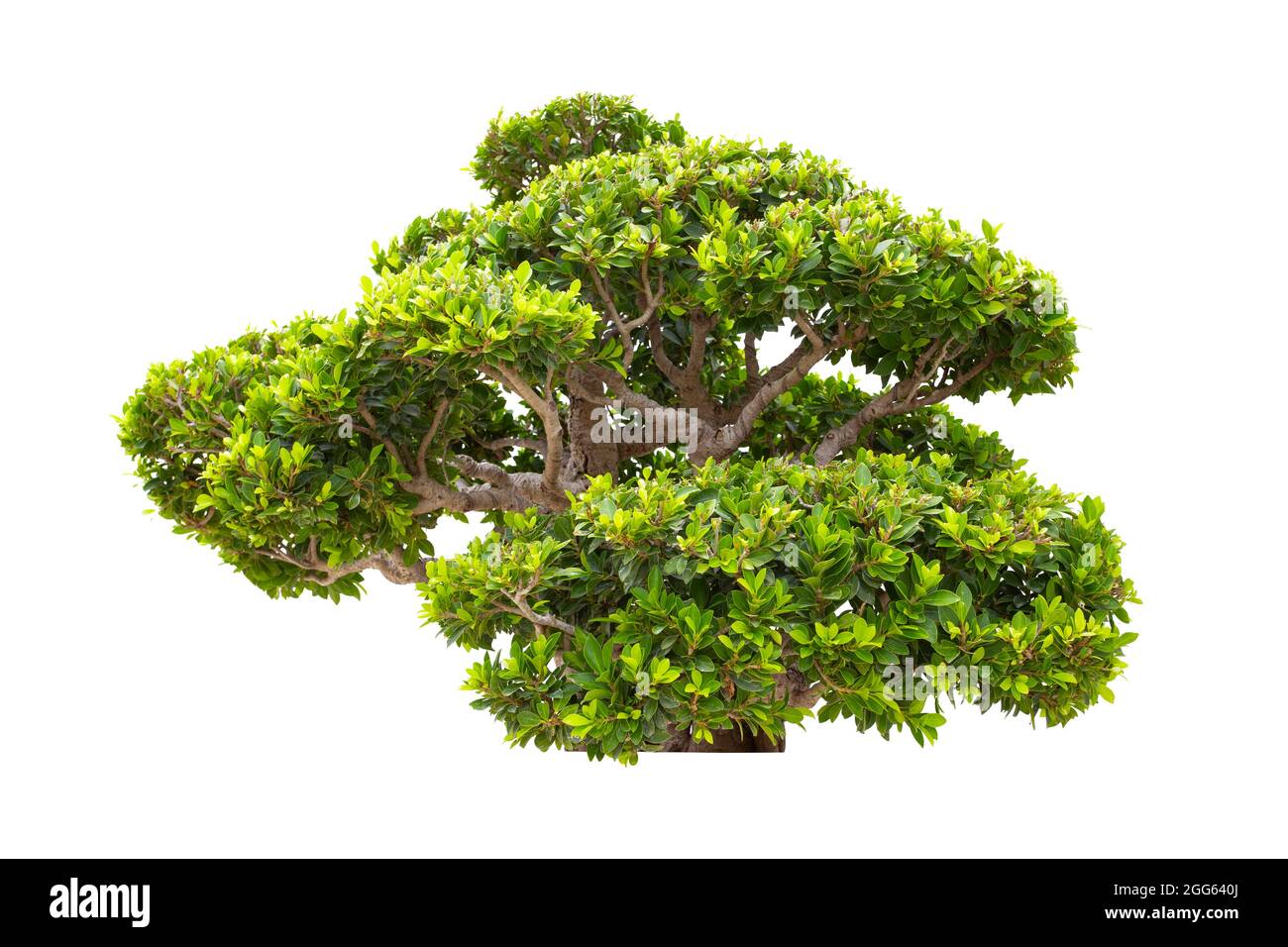 Ficus Bonsai, ist eine Pflanze oder ein Baum, der auf weißem Hintergrund isoliert in Zwerge gehalten wird. Stockfoto