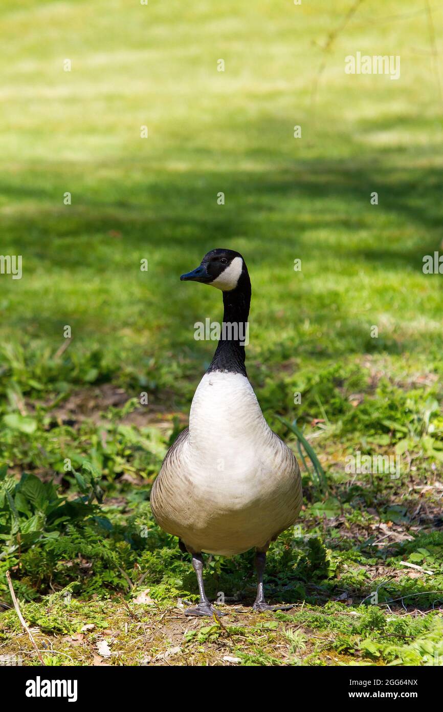 Erwachsenen Canada Goose Stockfoto