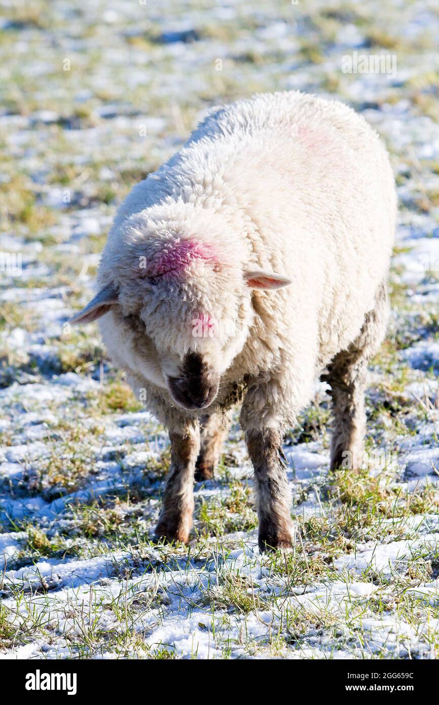 Schafe im Schnee bedeckt Feld Stockfoto