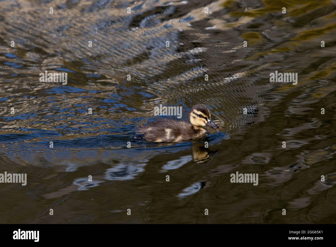 Junge Enten genießen ein Bad Stockfoto