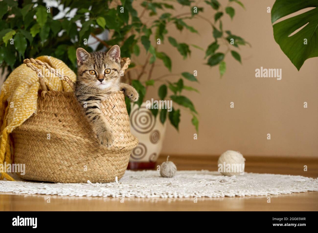 Ein süßes tabby Kätzchen schaut mit Strickfäden aus den Körben. Aufnahmen zu Hause. Stockfoto