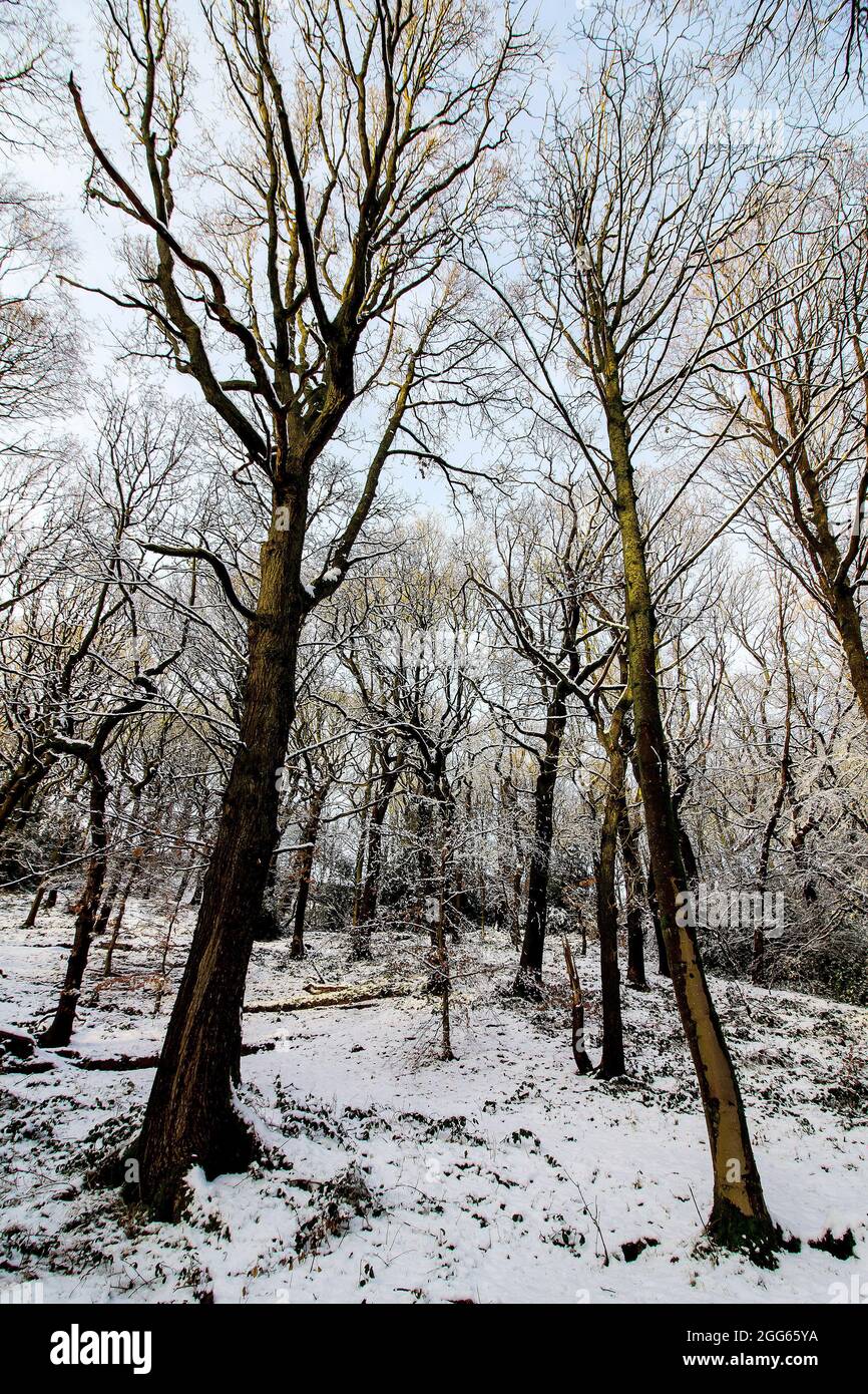 Bäume im Winter in Meltham, Huddersfield Stockfoto
