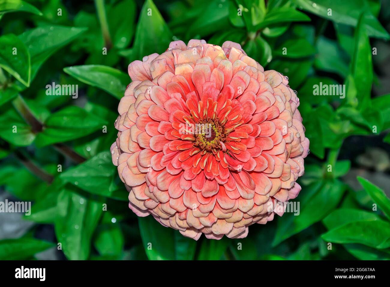 Rosa Zinnia Blume im Morgentau im Garten. Nasse pastellfarbene lachsfarbene Zinnia-Blume auf unscharfem grünem Blatthintergrund. Glänzende Wassertropfen auf g Stockfoto