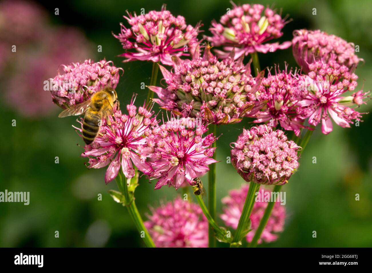 Astratia Major Claret Flower große Sternwürze und Honigbiene Stockfoto
